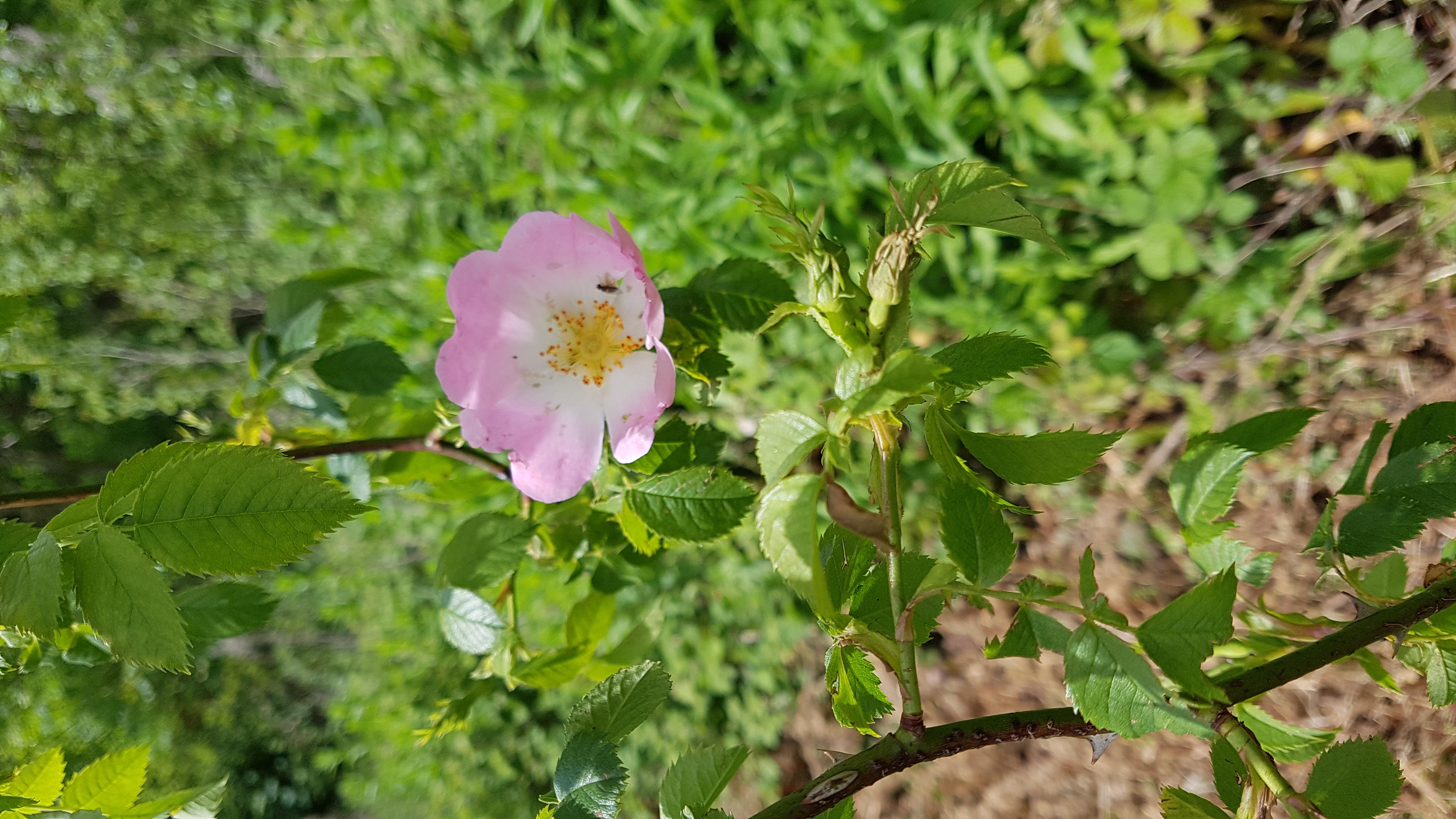 Bach Wild Rose