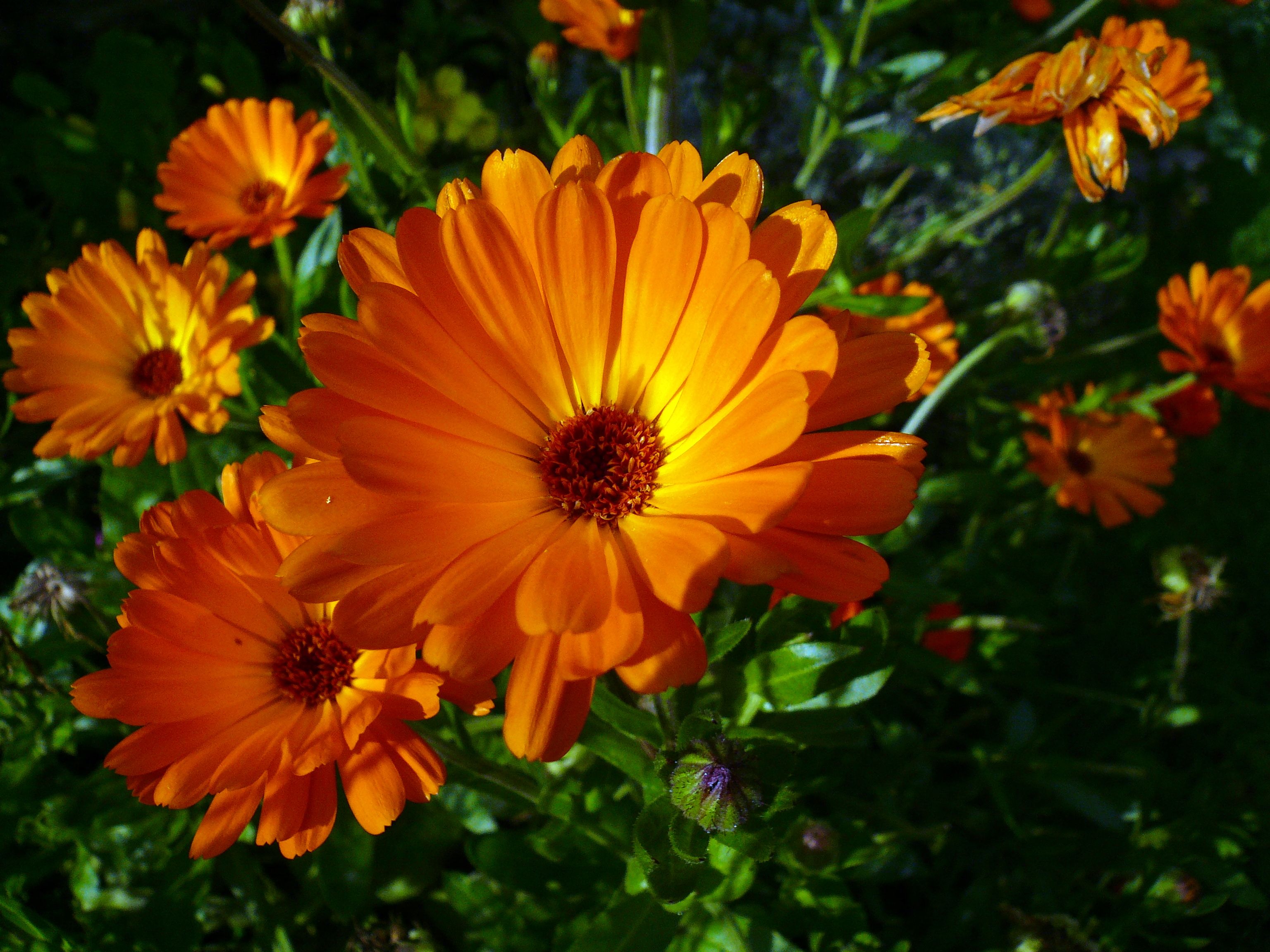 Kyms Calendula